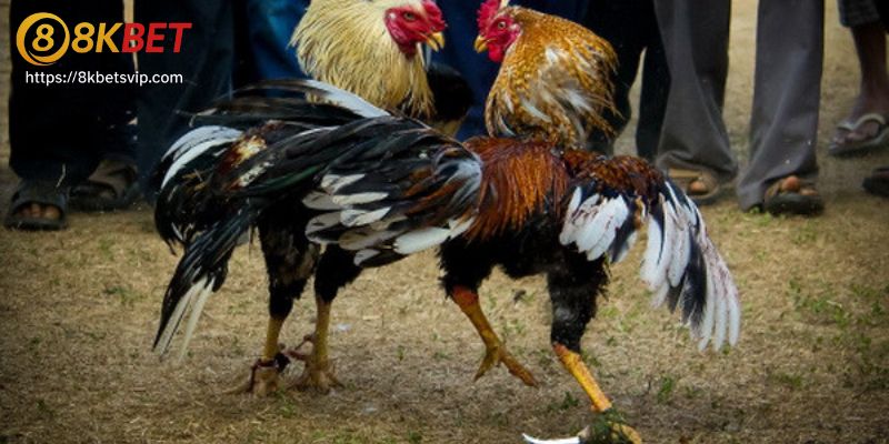 Sảnh đá gà tại 8Kbet được nhiều người đánh giá cao